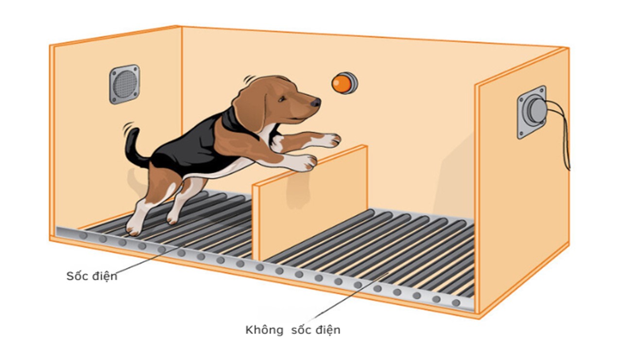 helplessness experiments with dogs