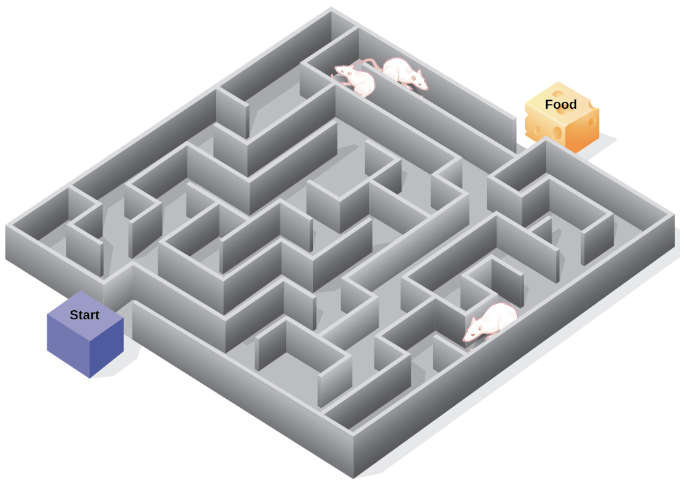 Edward-Tolman-maze