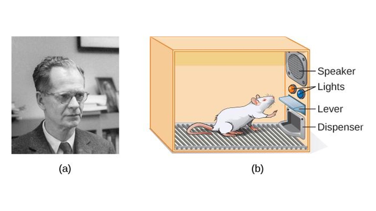 Skinner-Skinner-box