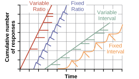 The four reinforcement schedules