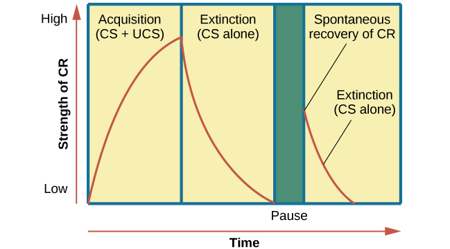curve-acquisition- extinction-spontaneous-recovery