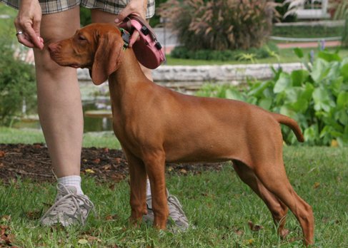 dog-behaviors-result